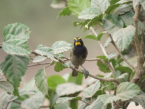 Grote Cubavink (Tiaris olivaceus)
