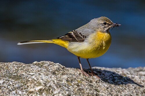 Grote gele kwikstaart (Motacilla cinerea)