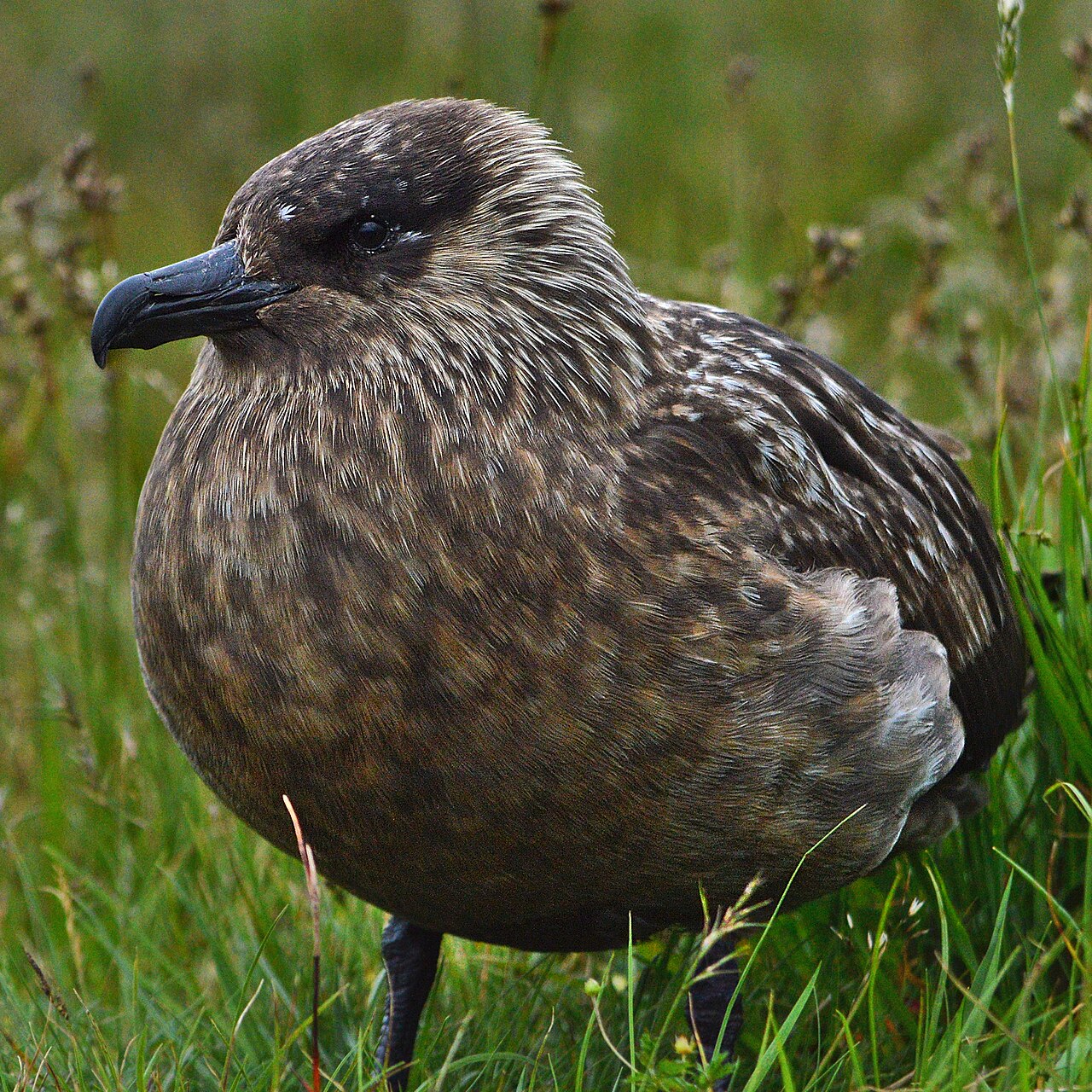 Págalo grande (Stercorarius skua)
