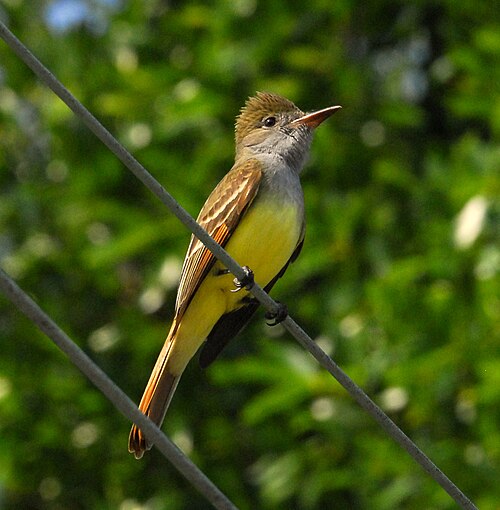 Grote kuiftiran (Myiarchus crinitus)