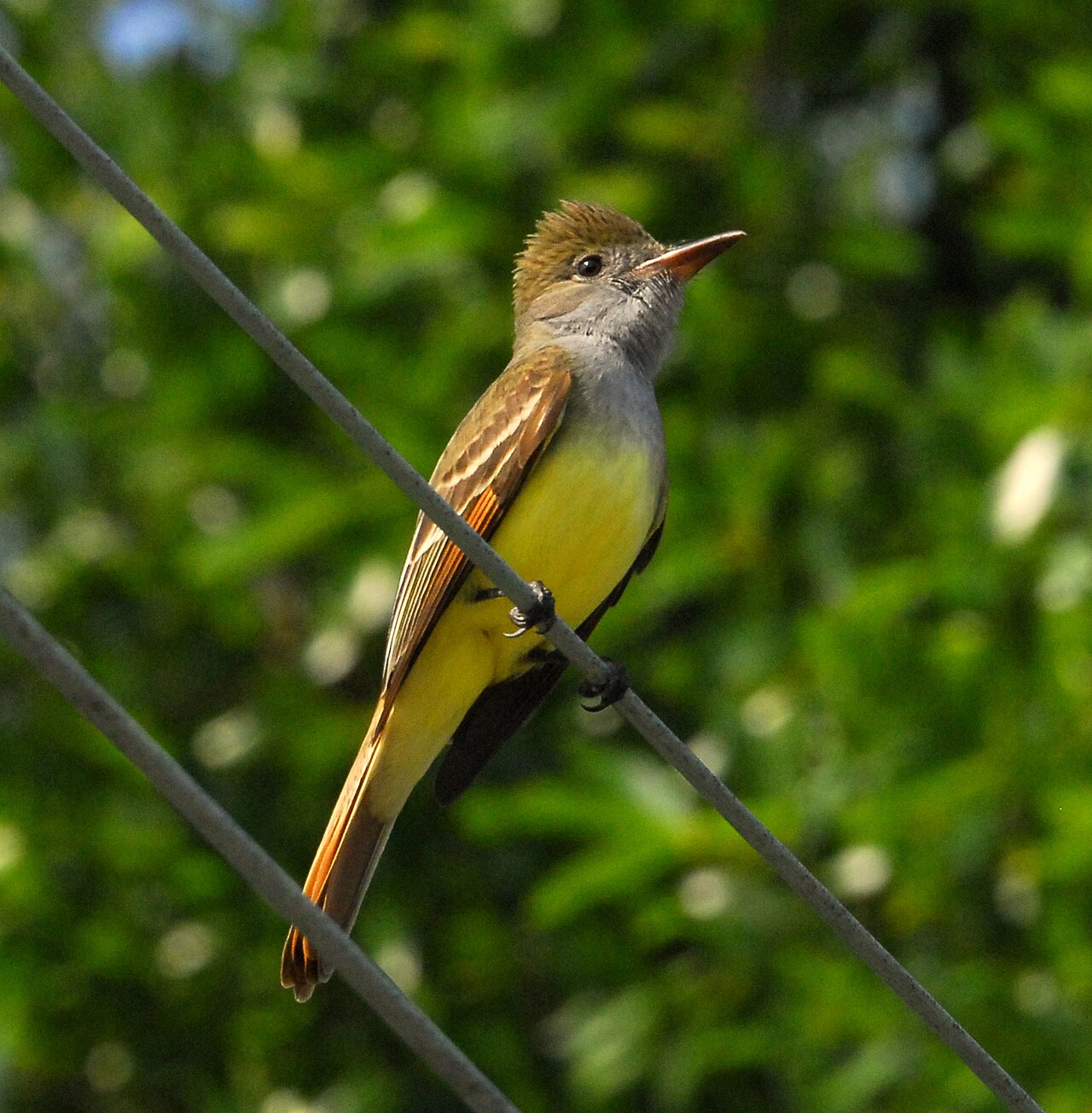 Grote kuiftiran (Myiarchus crinitus)
