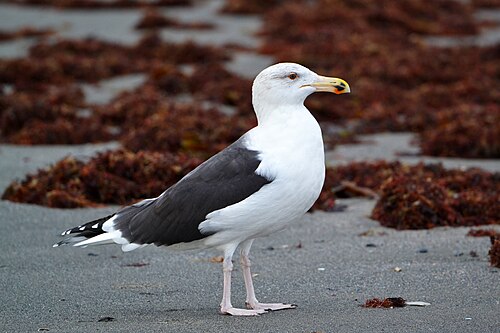 Grote mantelmeeuw (Larus marinus)