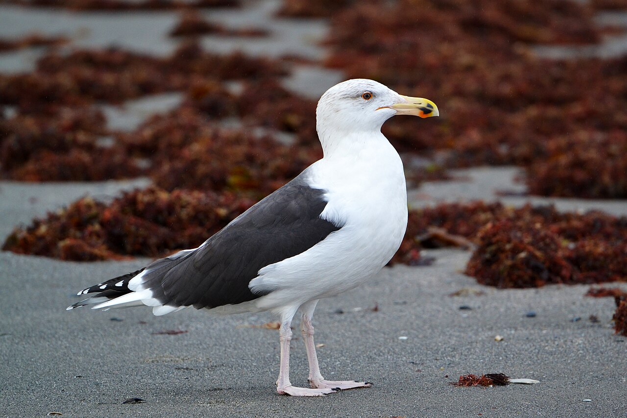 Gavión atlántico (Larus marinus)