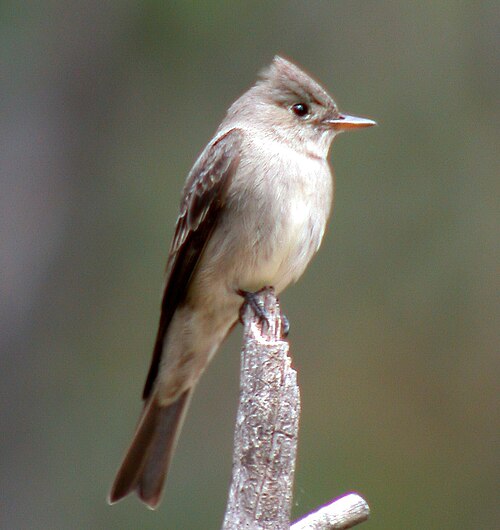 Grote piewie (Contopus pertinax)