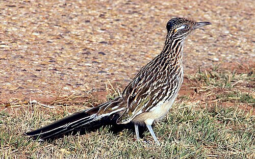 Grote renkoekoek (Geococcyx californianus)
