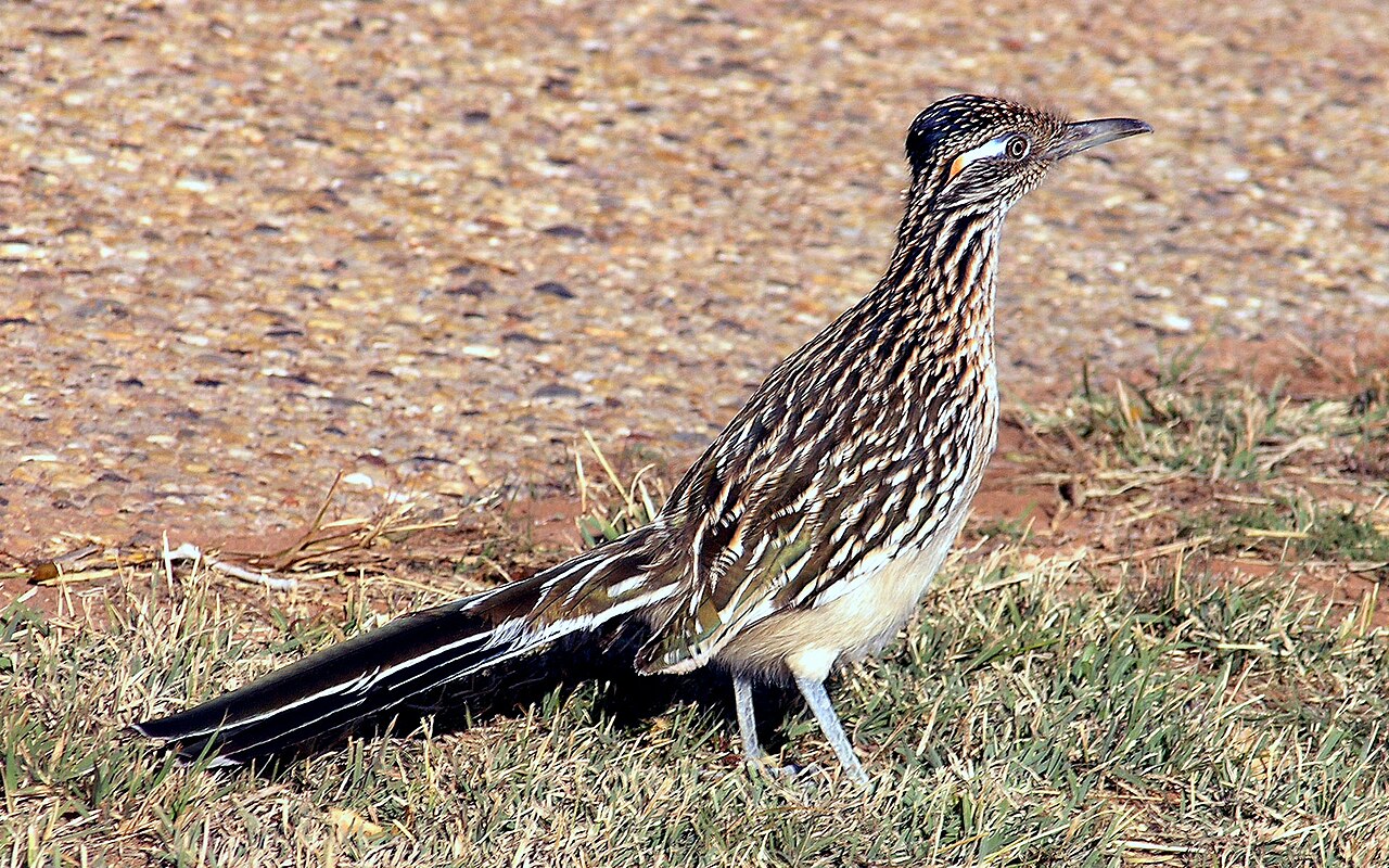 Grote renkoekoek (Geococcyx californianus)