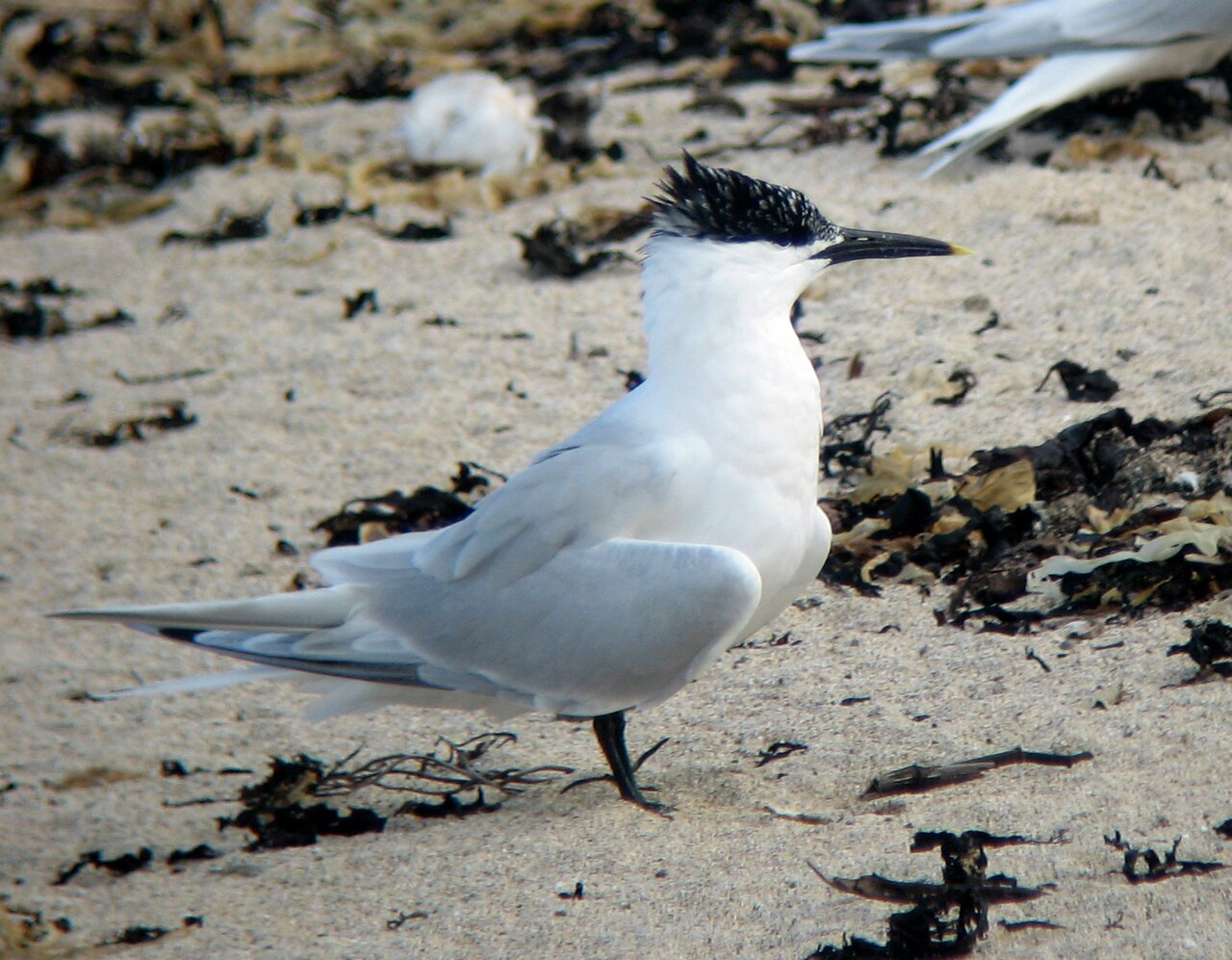 Grote stern (Thalasseus sandvicensis)
