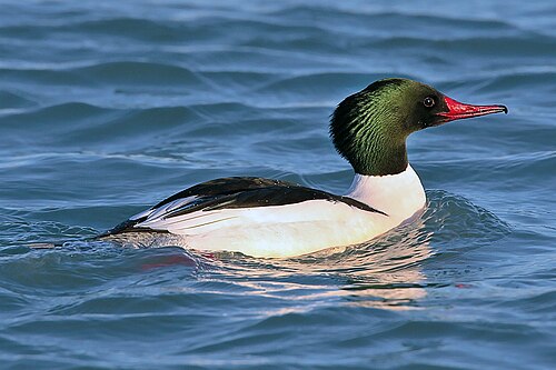 Grote zaagbek (Mergus merganser)