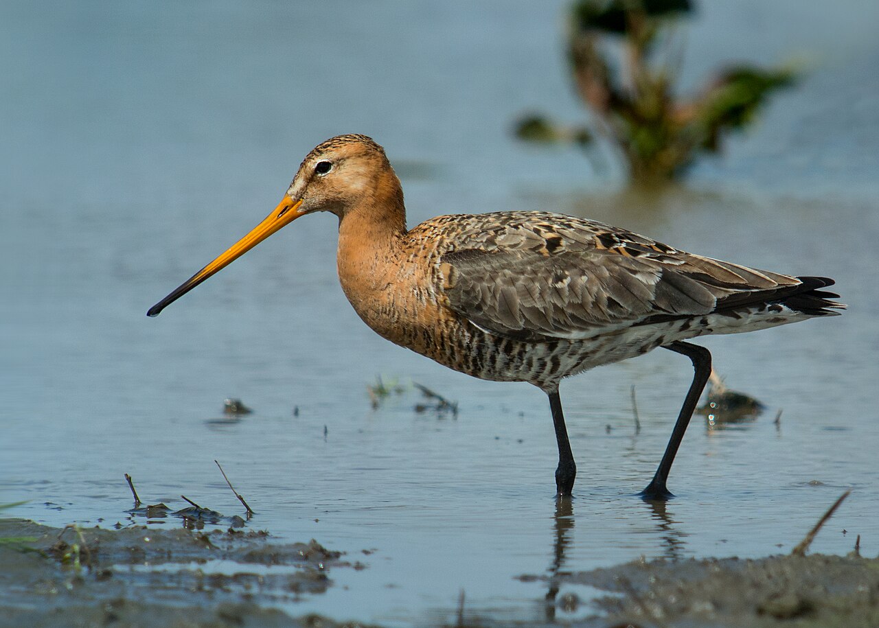 Aguja colinegra (Limosa limosa)