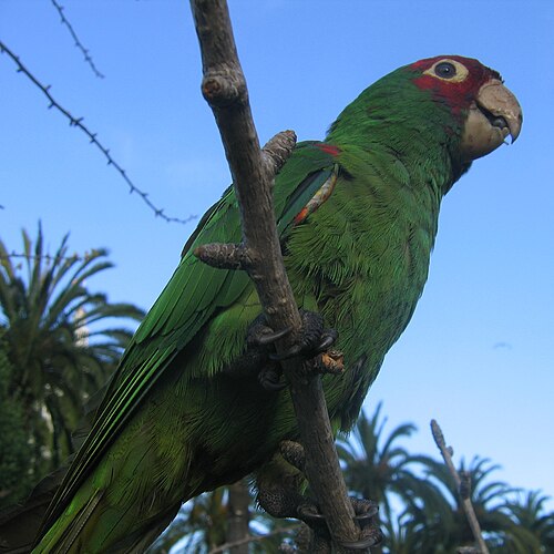 Guayaquilaratinga (Psittacara erythrogenys)
