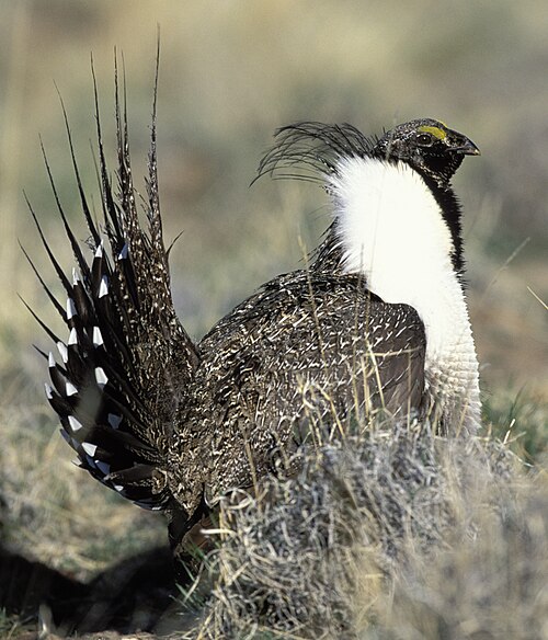 Gunnisonwaaierhoen (Centrocercus minimus)