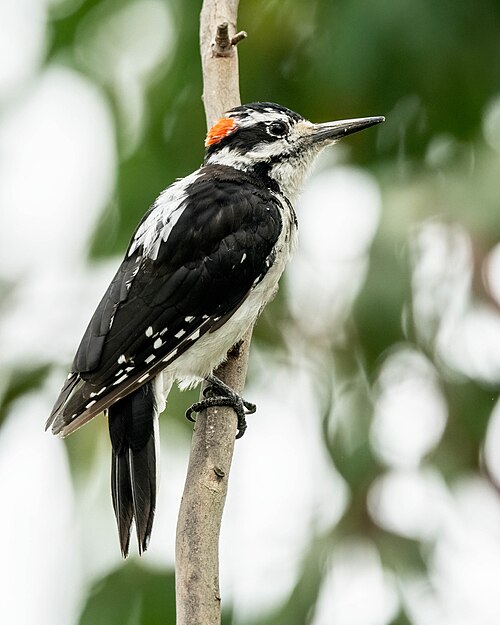 Haarspecht (Leuconotopicus villosus)