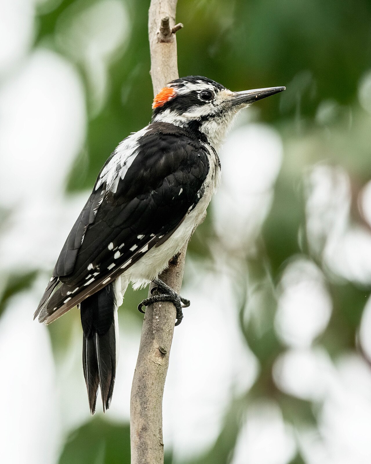 Haarspecht (Leuconotopicus villosus)