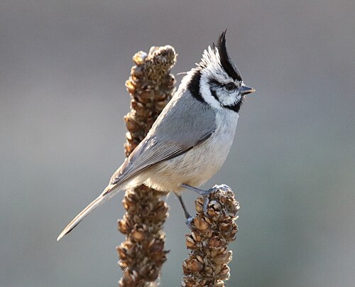 Harlekijnmees (Baeolophus wollweberi)