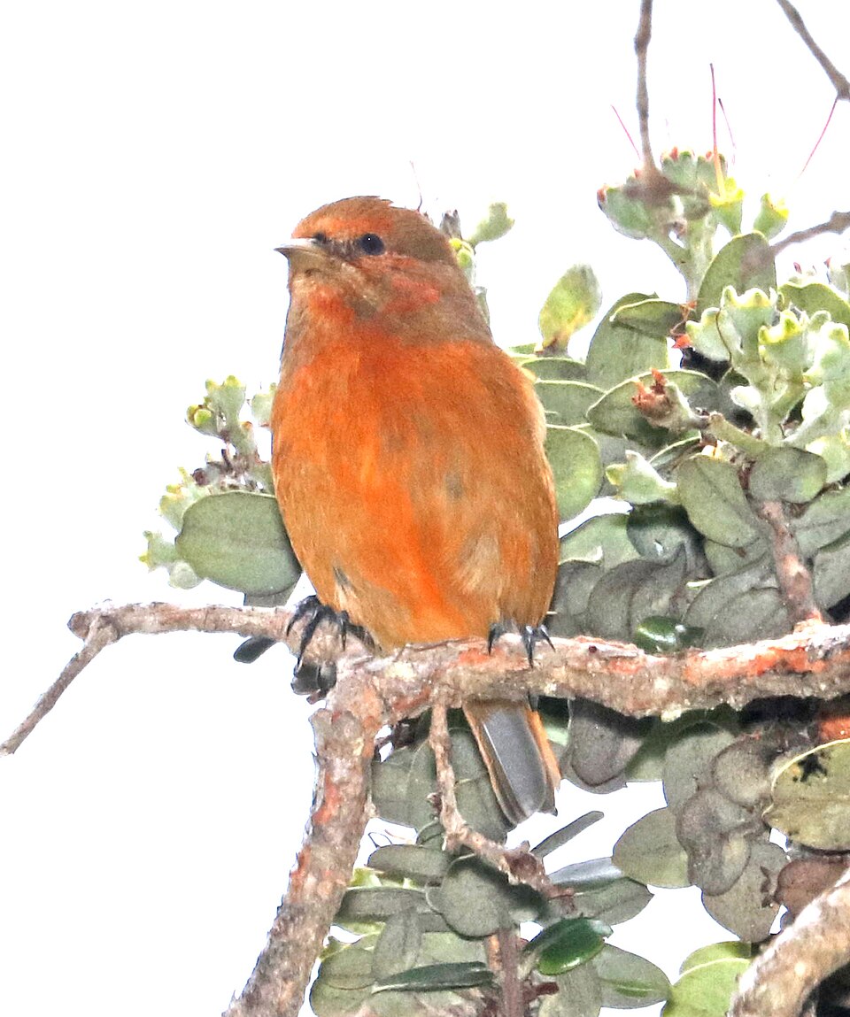 Hawaii-akepa (Loxops coccineus)