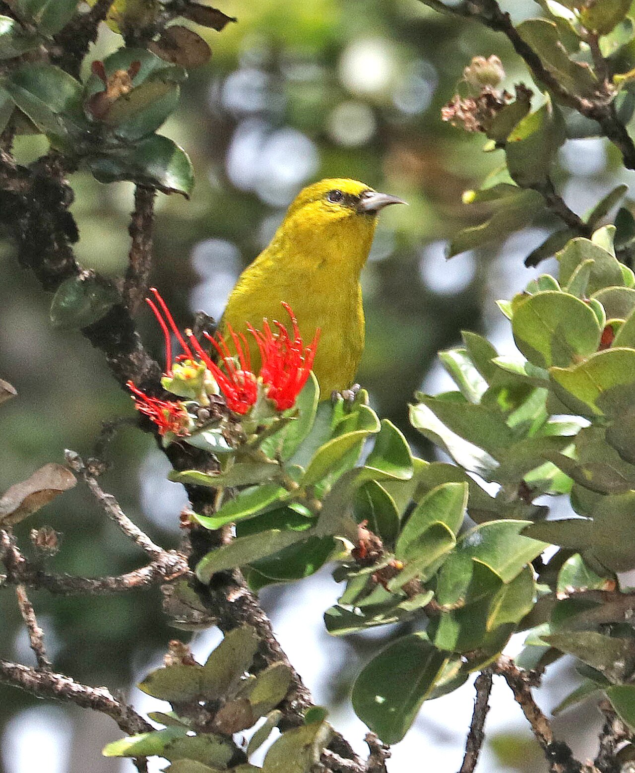 Hawaii Amakihi (Chlorodrepanis virens)