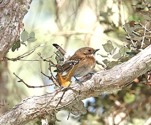 Hawaii-elepaio (Chasiempis sandwichensis)