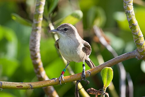 Hawaiikarekiet (Acrocephalus familiaris)