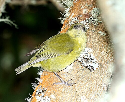 Hawaiikruiper (Loxops mana)