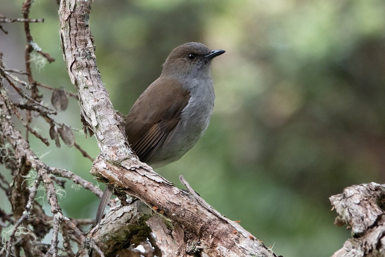Hawaiilijster (Myadestes obscurus)