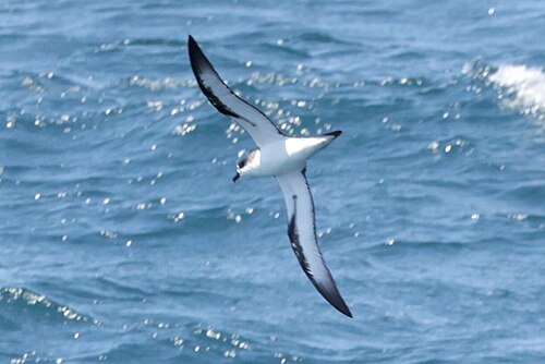 Hawaiistormvogel (Pterodroma sandwichensis)
