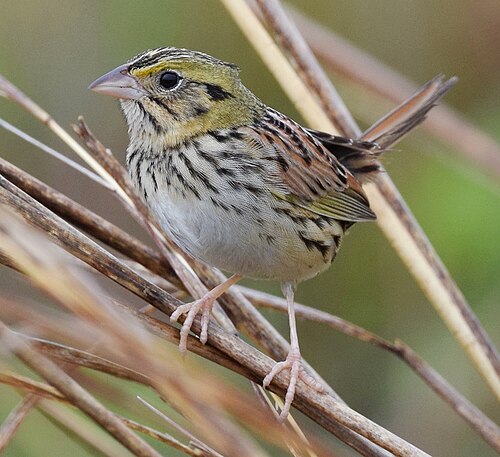 Henslowgors (Centronyx henslowii)
