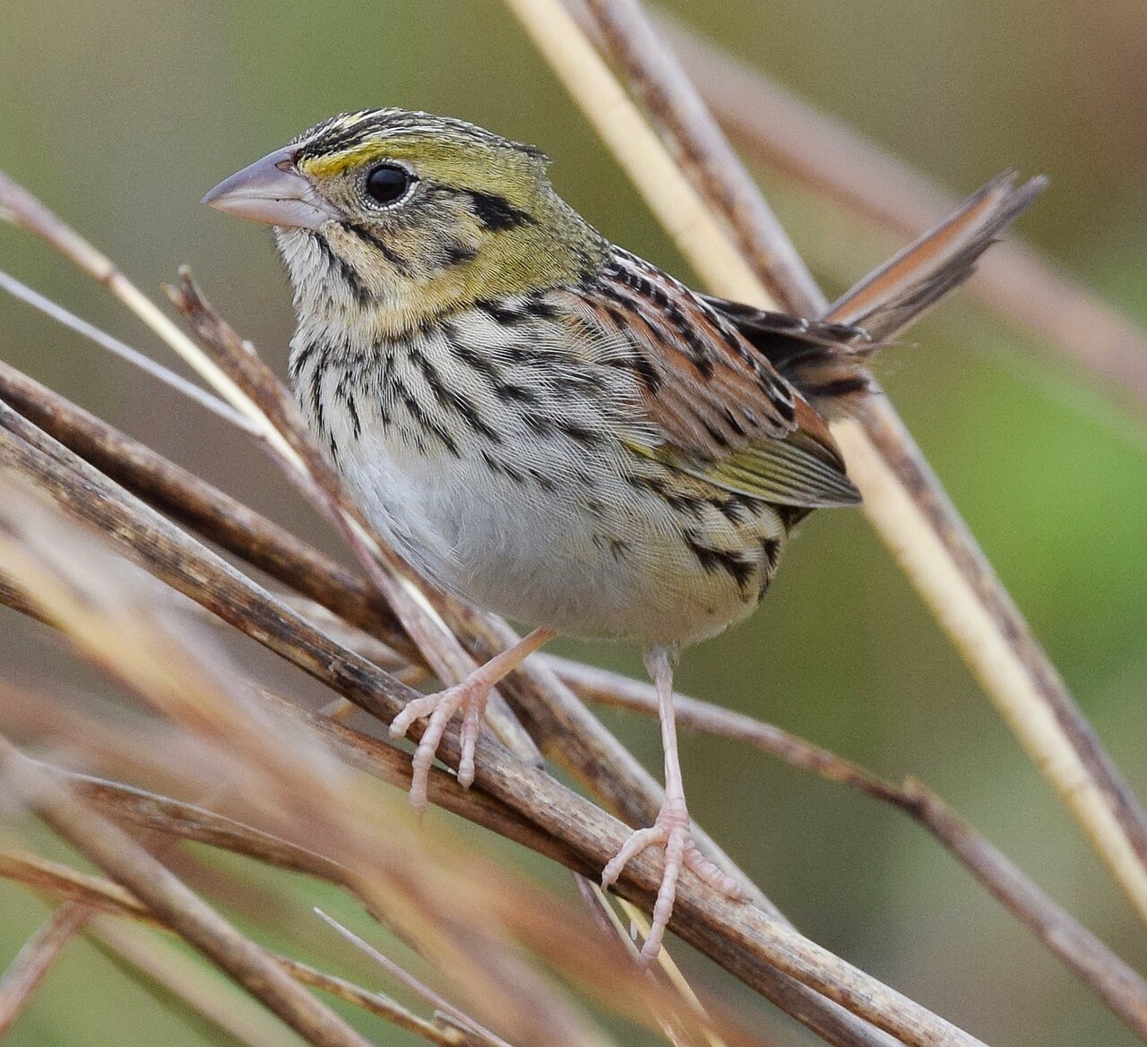 Henslowgors (Centronyx henslowii)