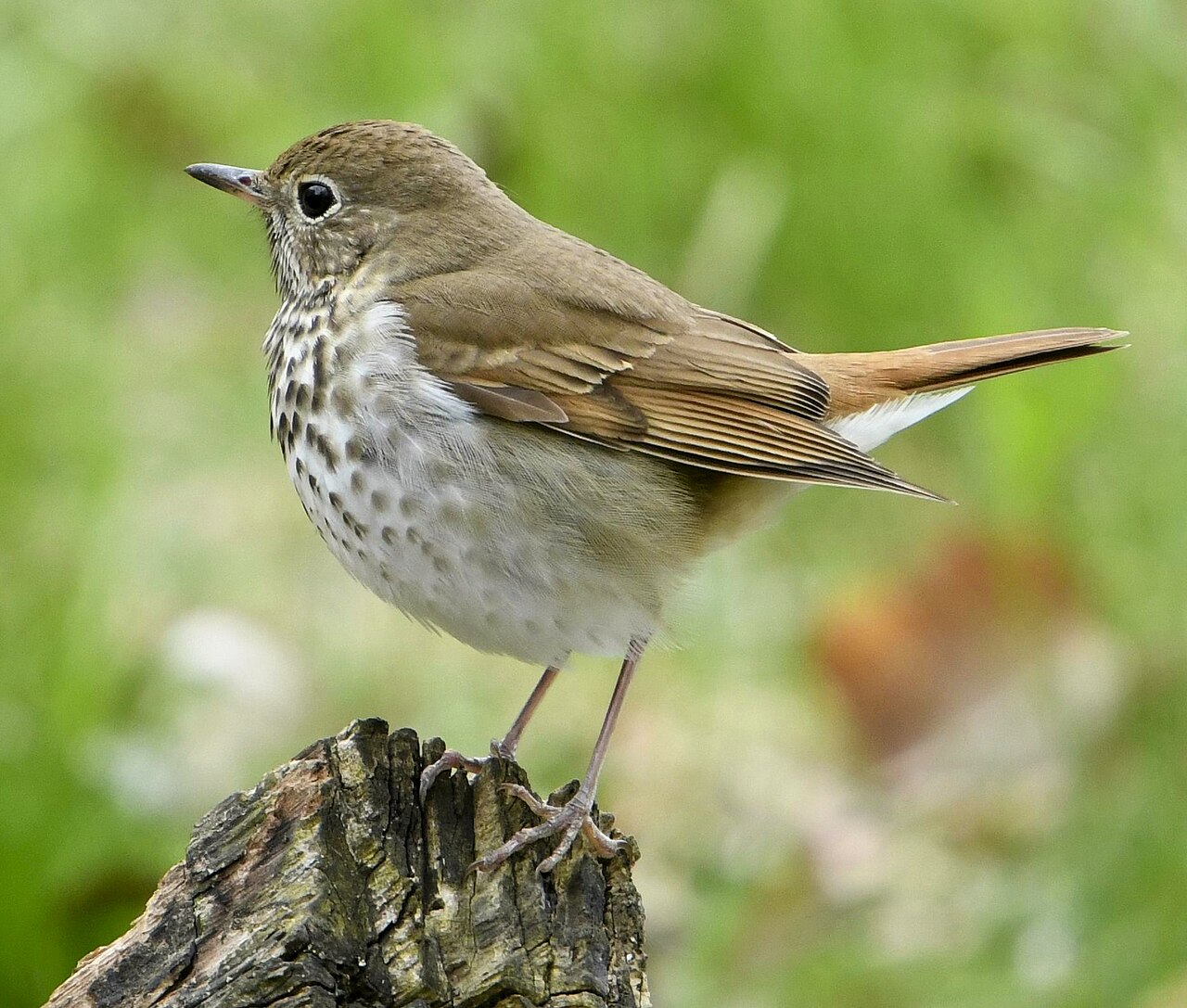 Heremietlijster (Catharus guttatus)