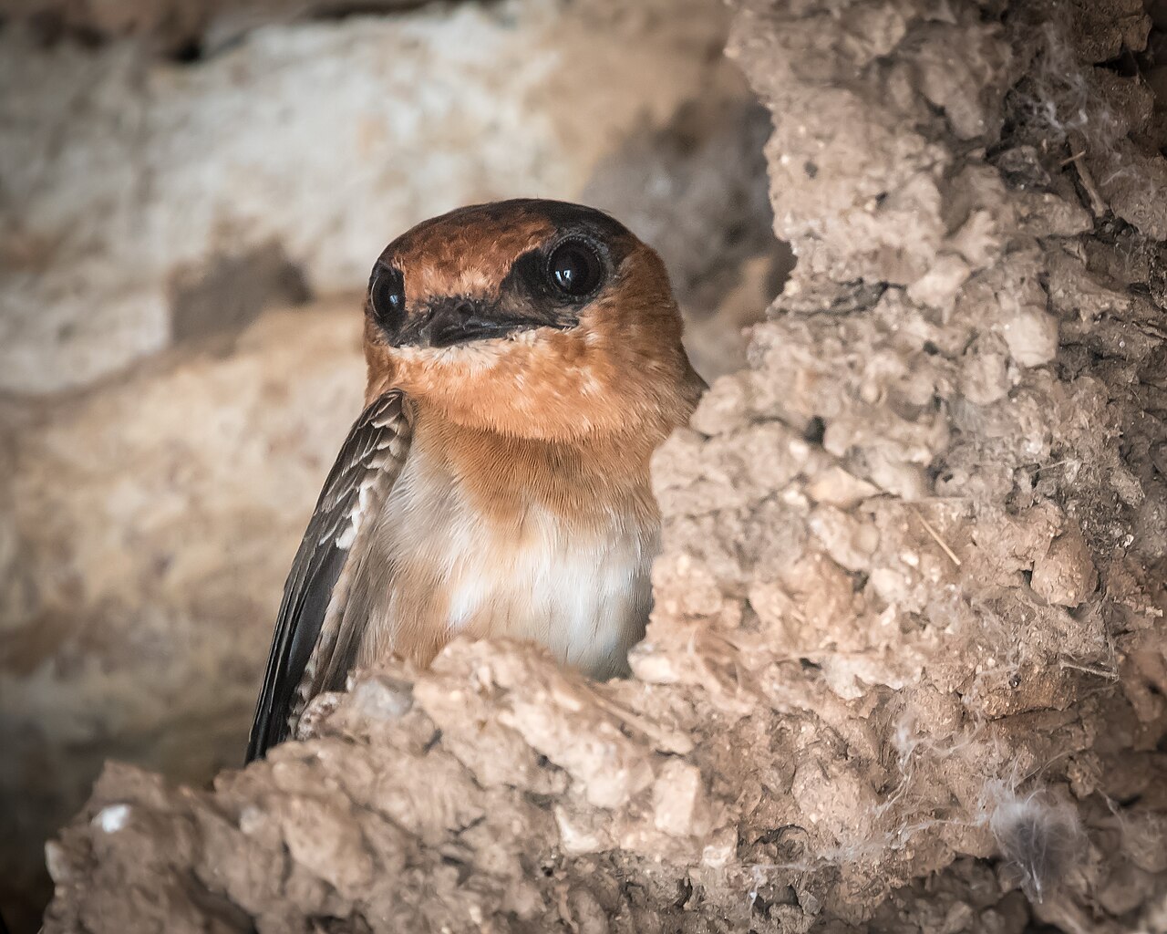Holenzwaluw (Petrochelidon fulva)