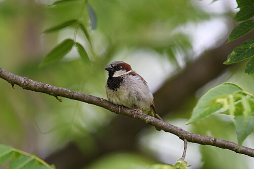 Huismus (Passer domesticus)