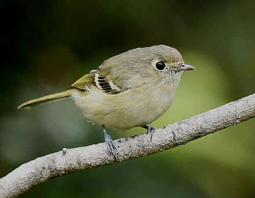Huttons vireo (Vireo huttoni)