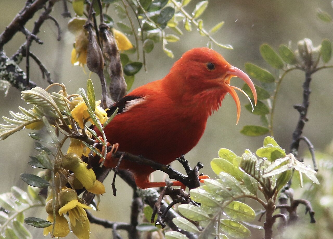 Iiwi (Drepanis coccinea)
