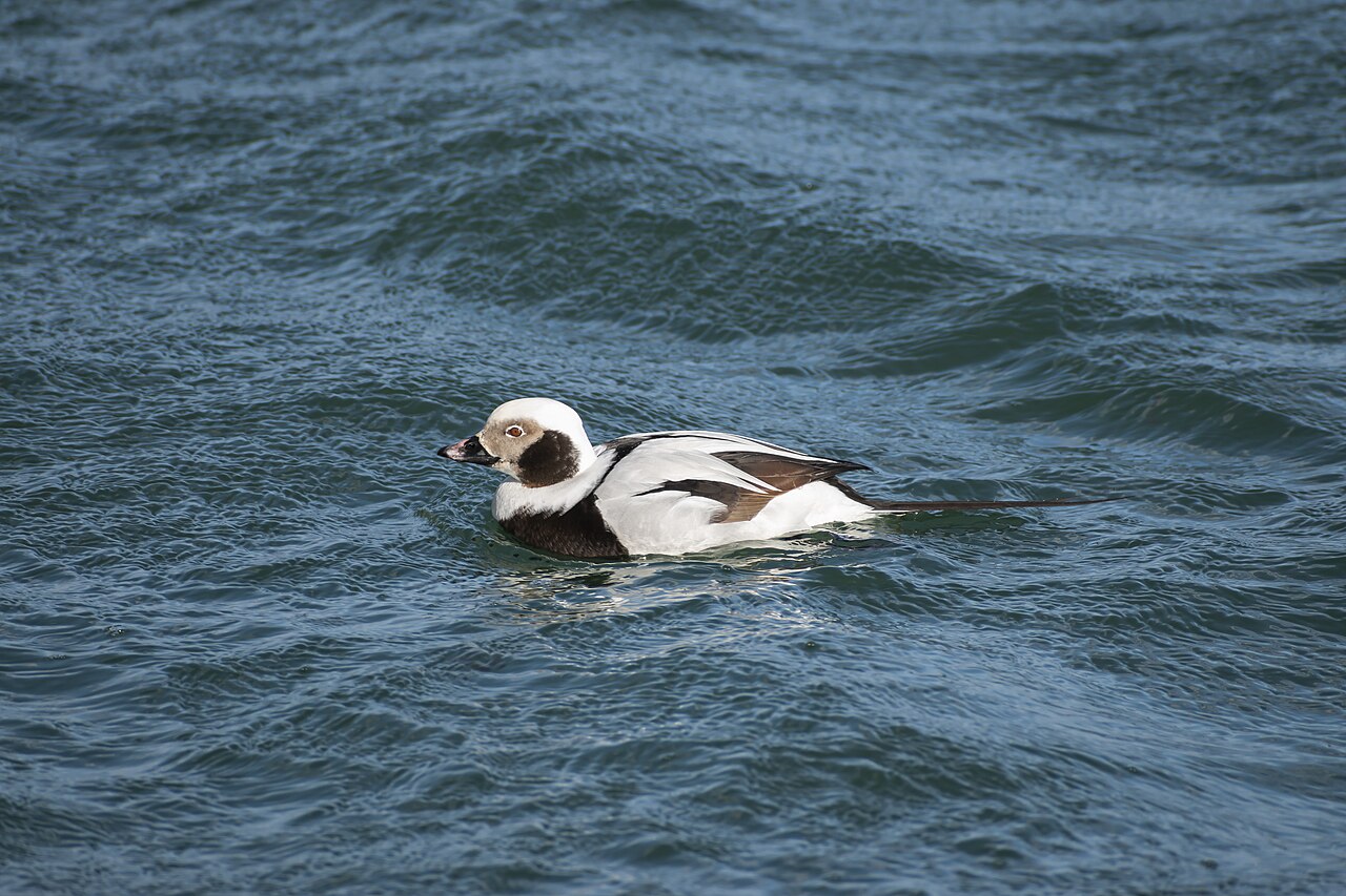 Pato havelda (Clangula hyemalis)