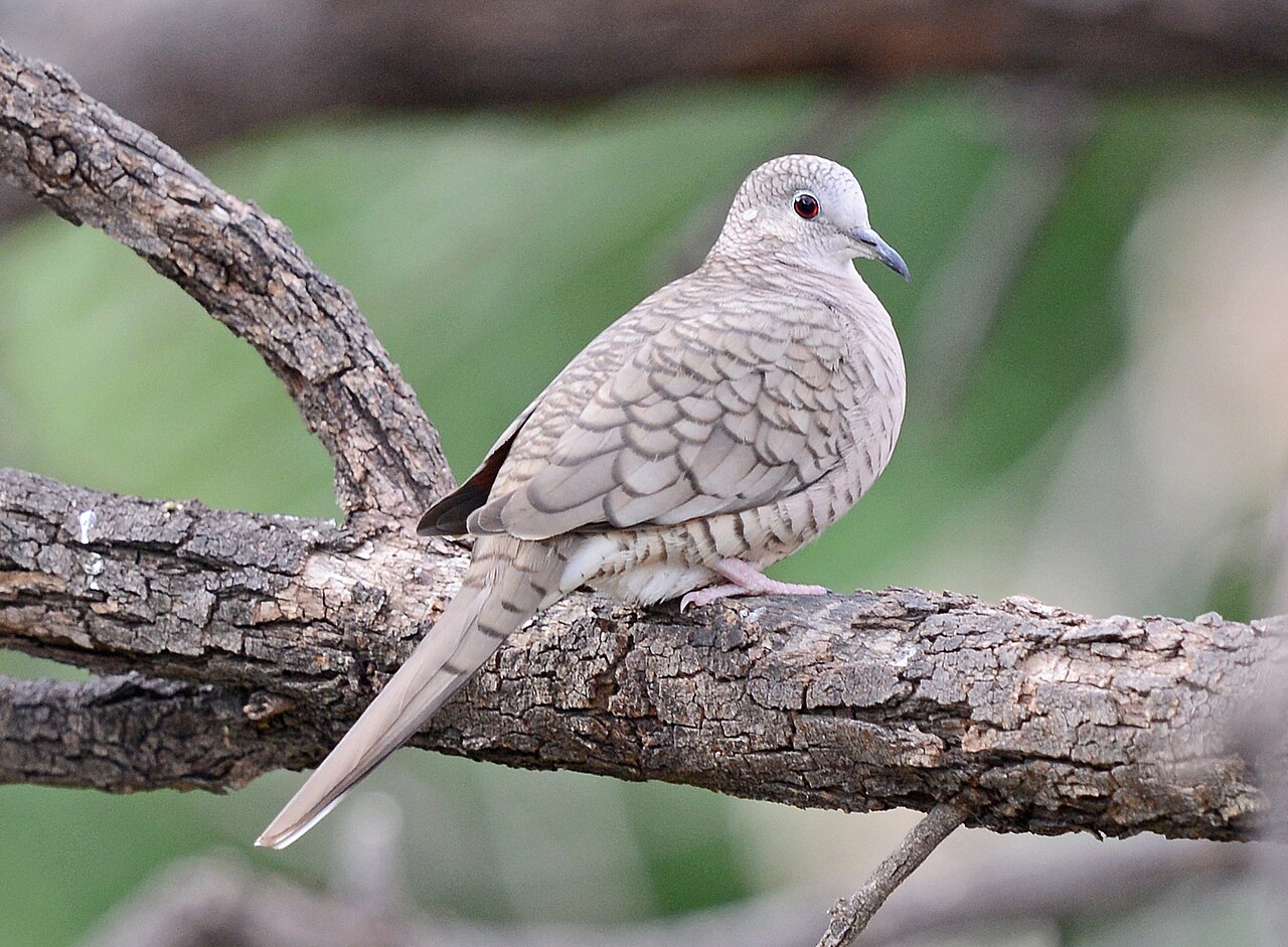 Incaduif (Columbina inca)