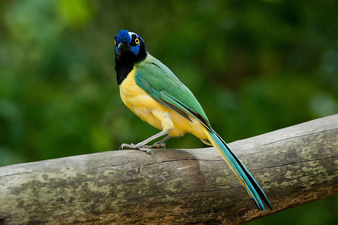 Chara verde (Cyanocorax yncas)