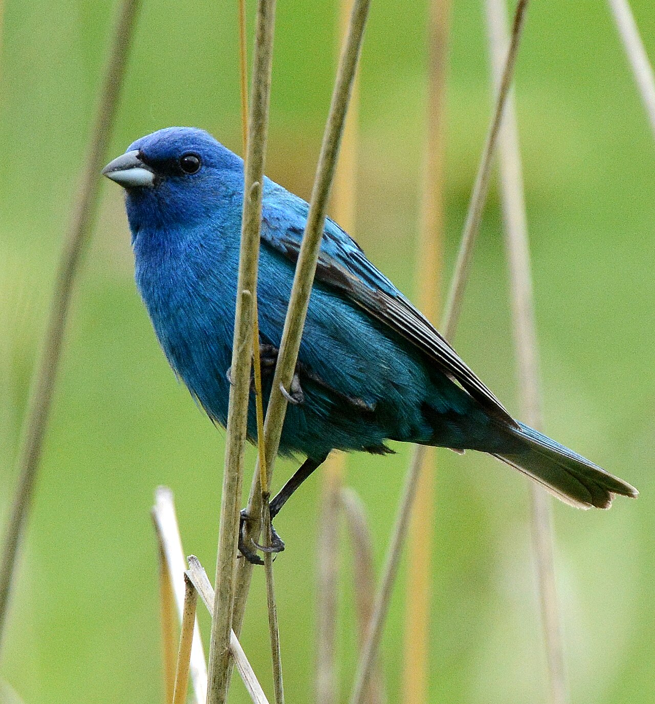 Indigo Bunting (Passerina cyanea)