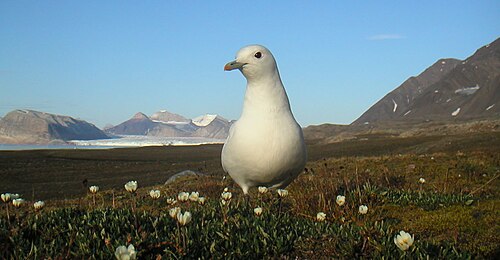 Ivoormeeuw (Pagophila eburnea)