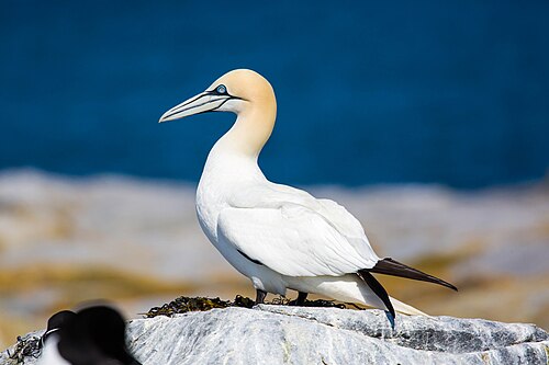 Jan-van-gent (Morus bassanus)