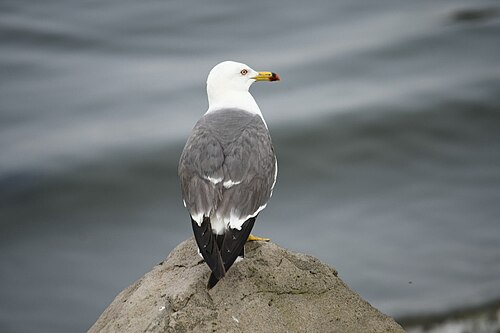 Japanse meeuw (Larus crassirostris)