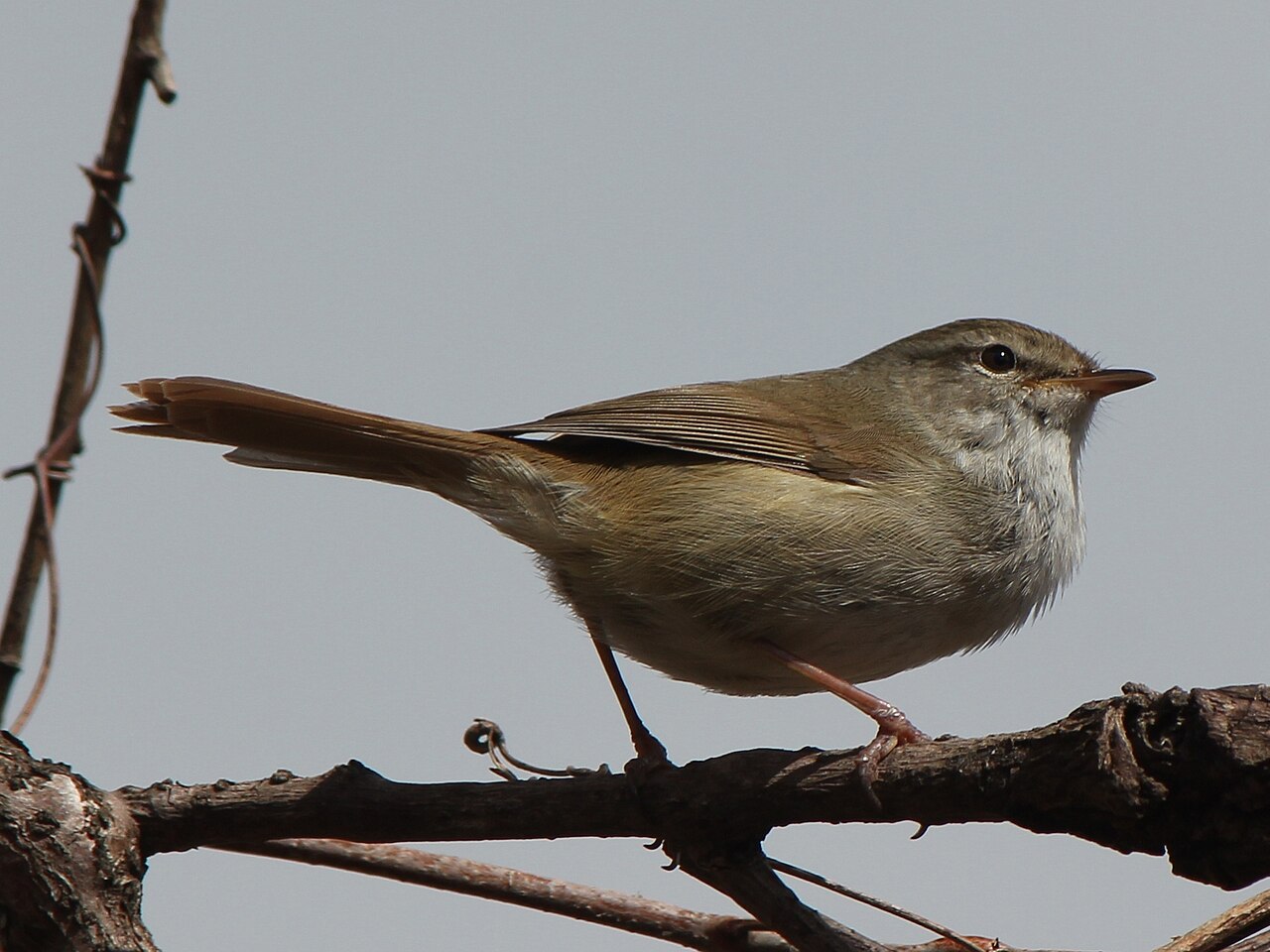 Japanese Bush Warbler (Horornis diphone)