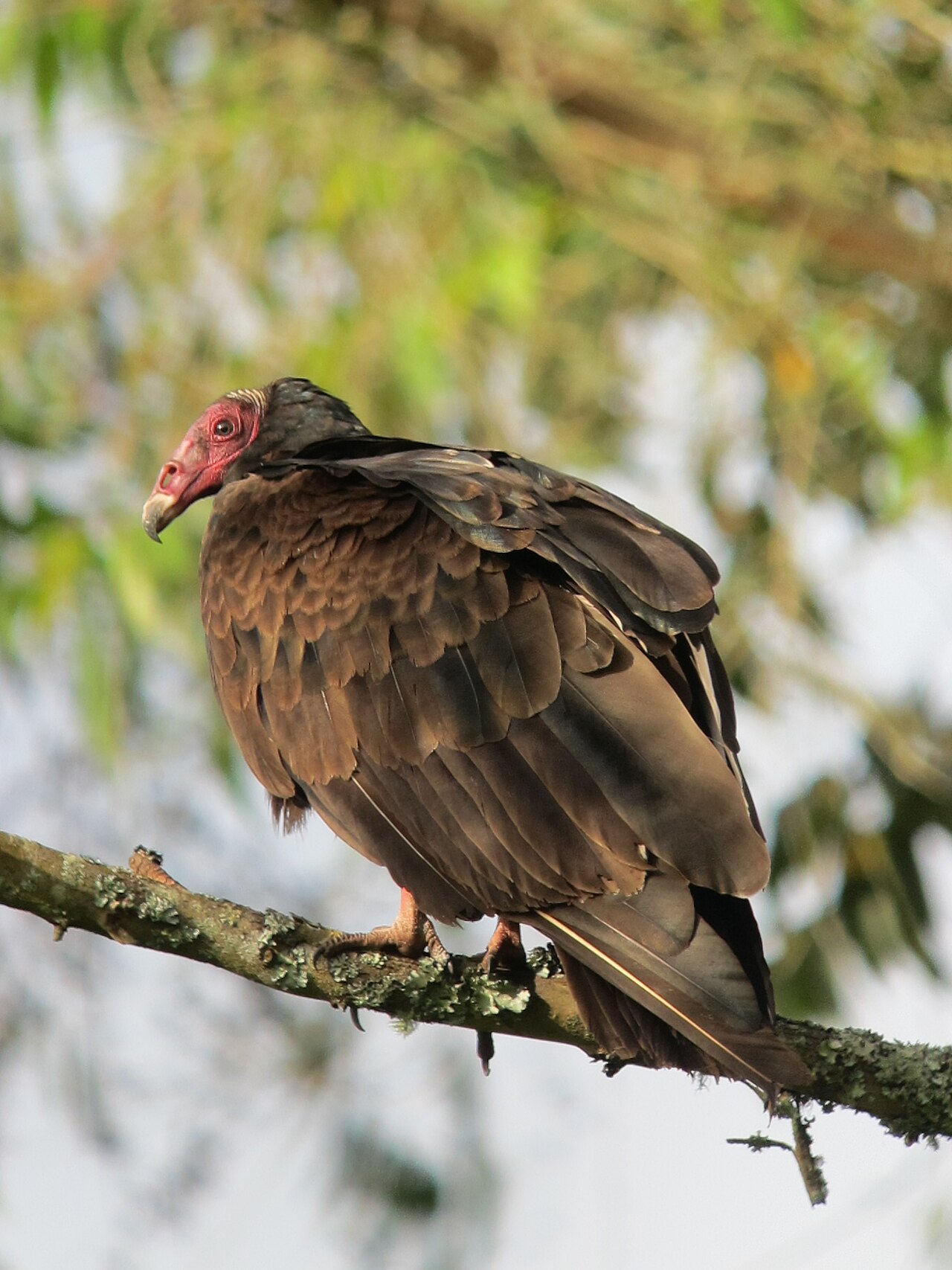 Kalkoengier (Cathartes aura)