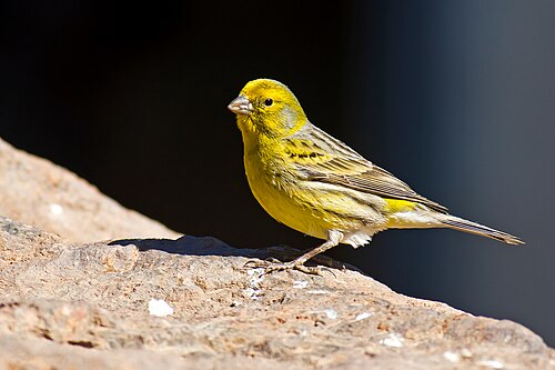 Kanarie (Serinus canaria)