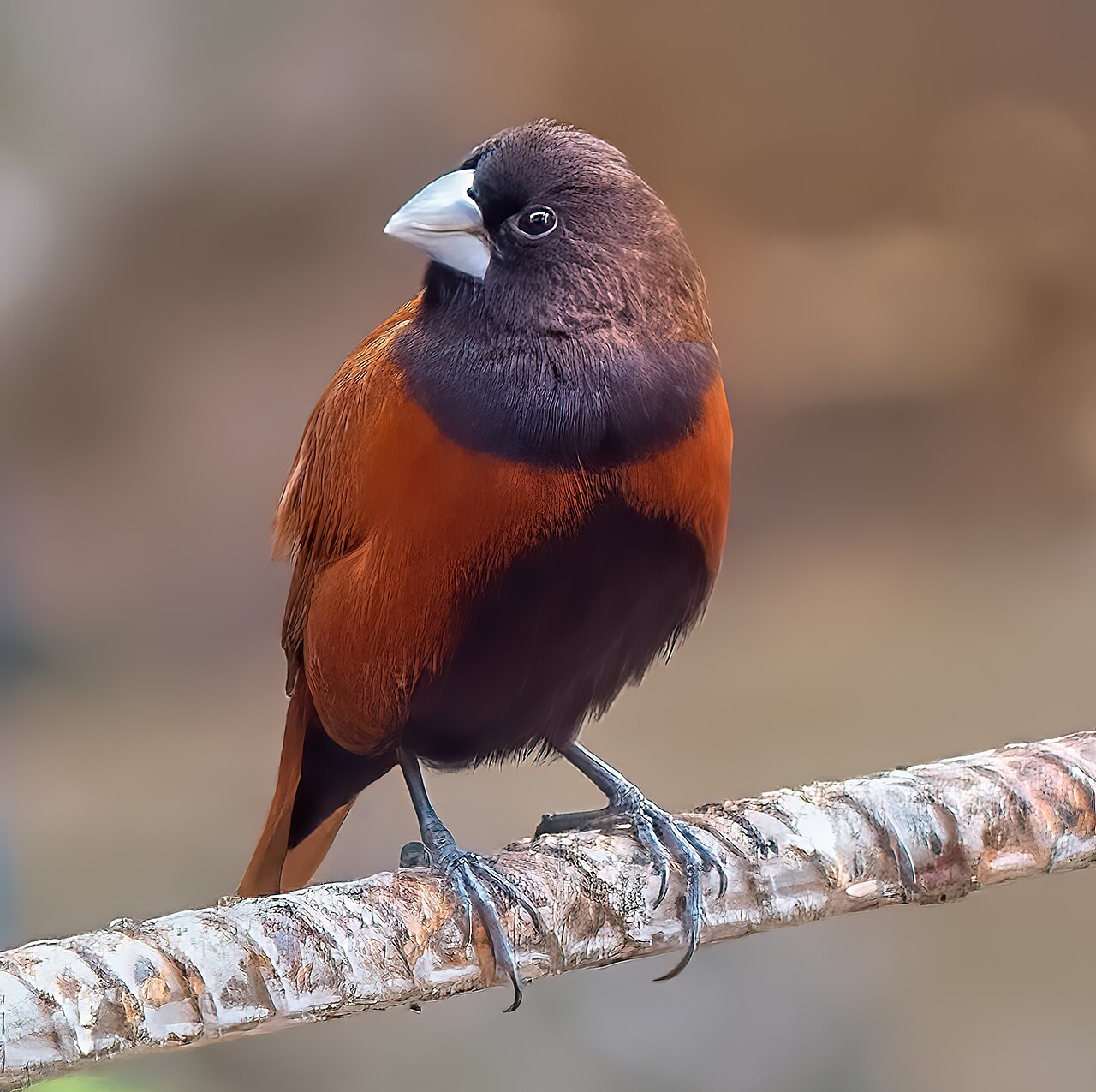 Kastanjenon (Lonchura atricapilla)