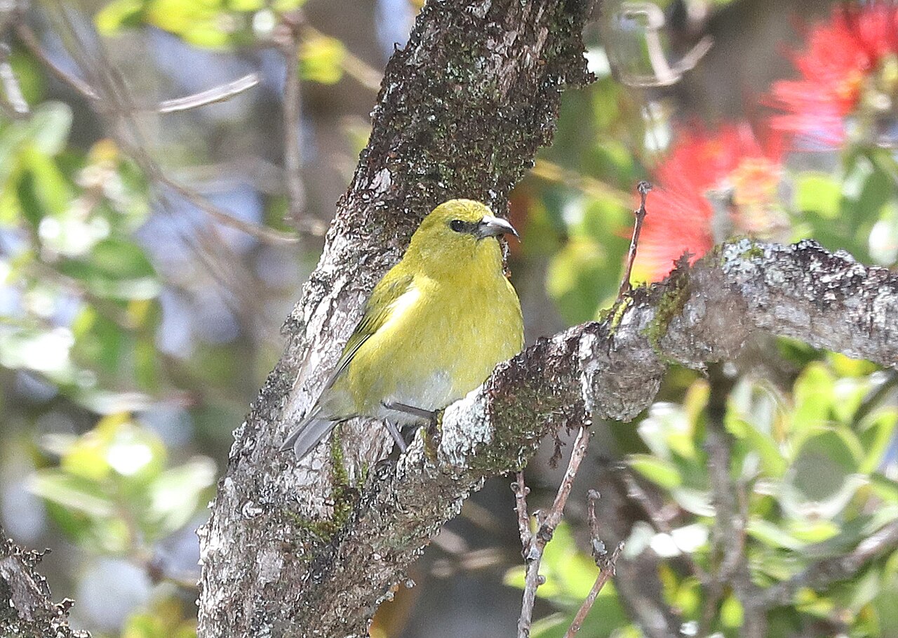 Kauai Amakihi (Chlorodrepanis stejnegeri)
