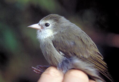 Kauaikruiper (Oreomystis bairdi)