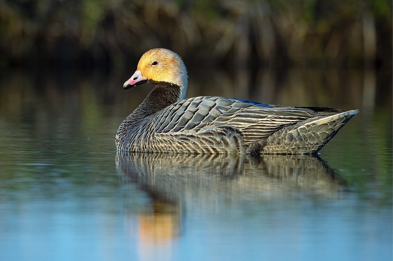 Keizergans (Anser canagicus)