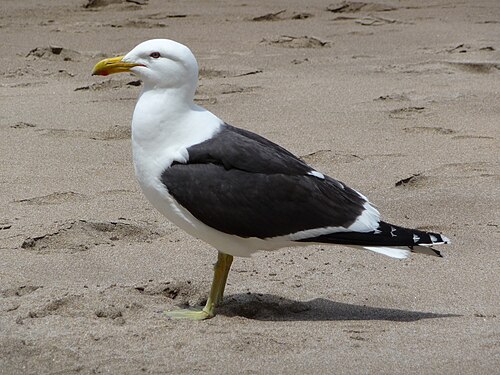 Kelpmeeuw (Larus dominicanus)