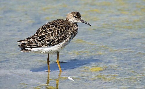 Kemphaan (Calidris pugnax)