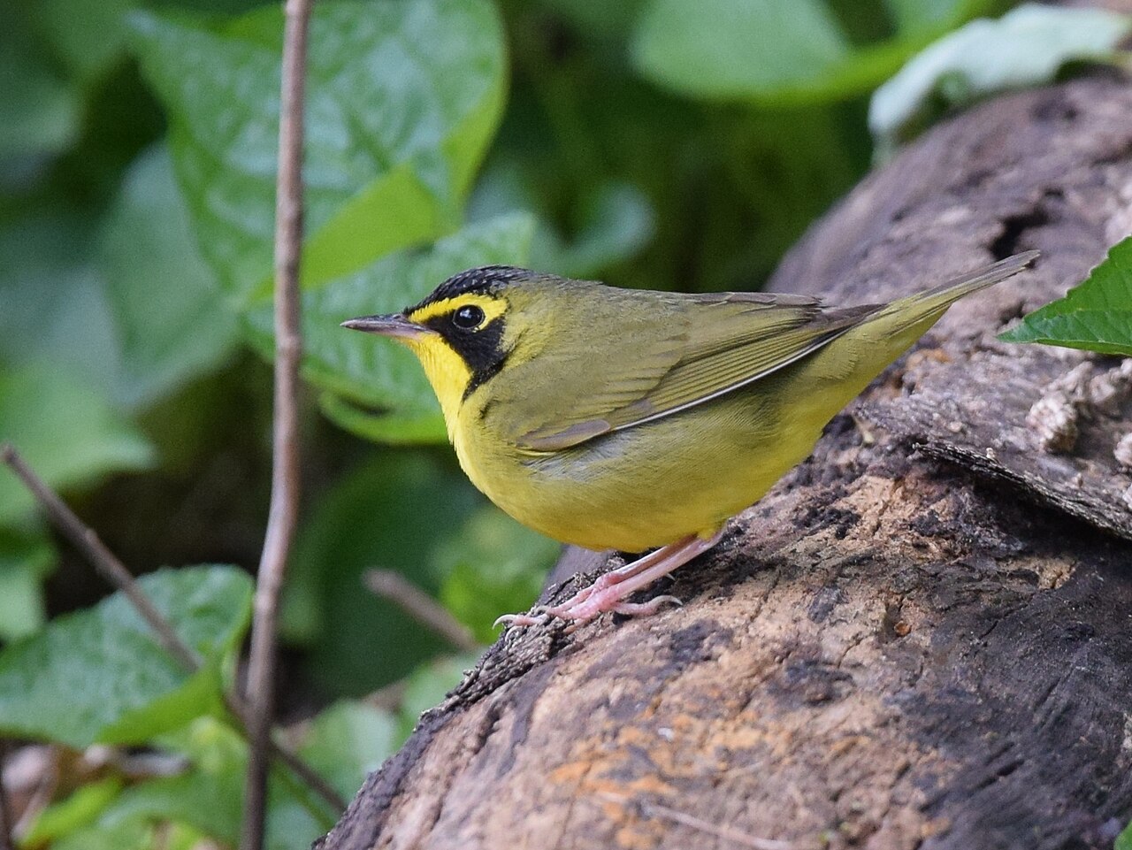 Reinita de Kentucky (Geothlypis formosa)
