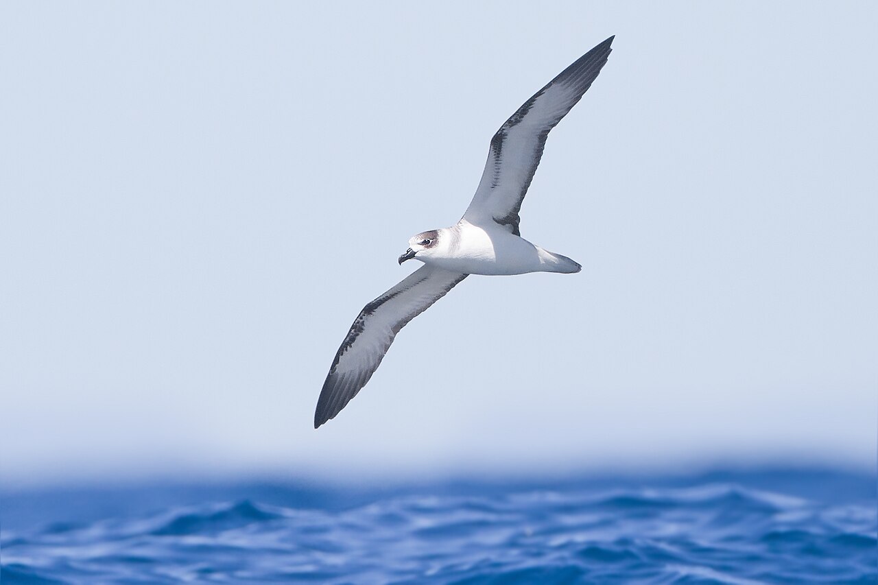 Kermadec-witnekstormvogel (Pterodroma cervicalis)